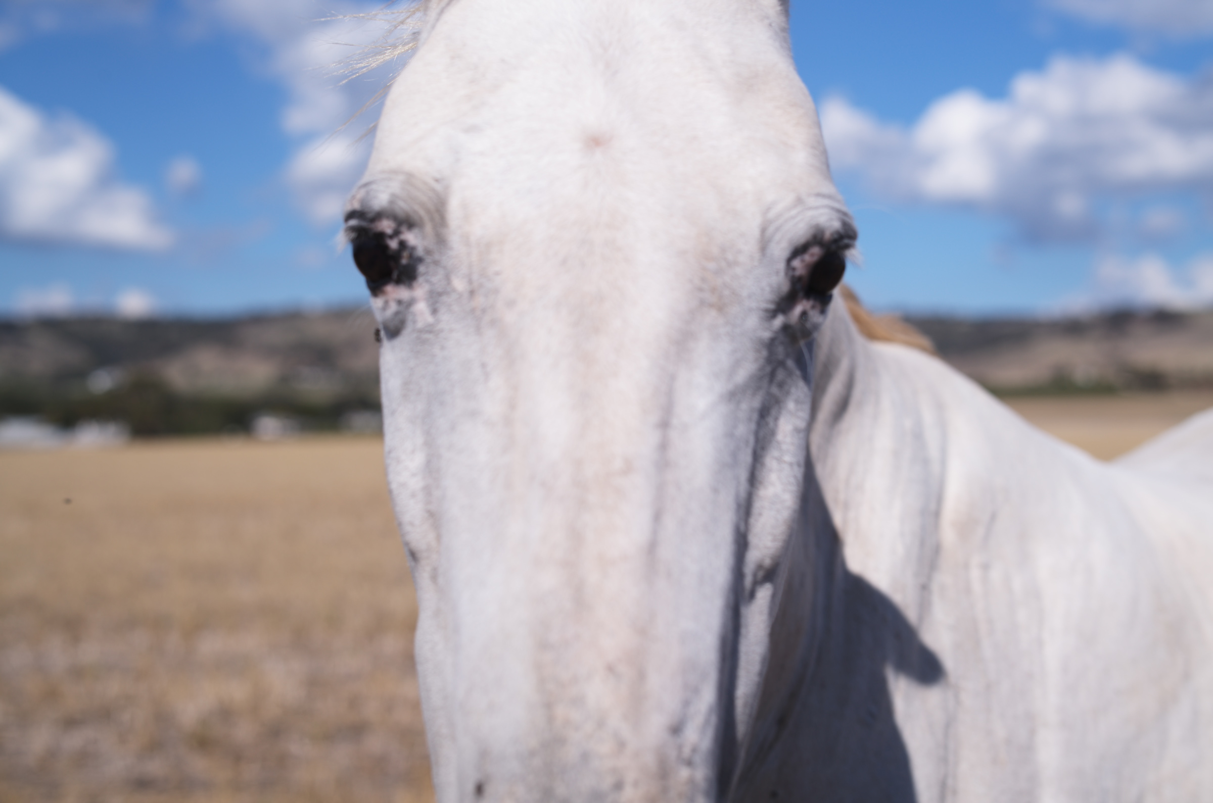 自転車を走らせていたら駆け寄ってきた馬