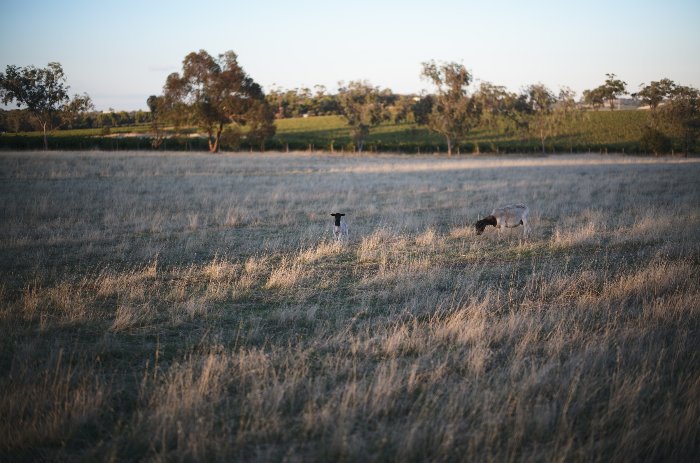 静かな日の出と羊たち