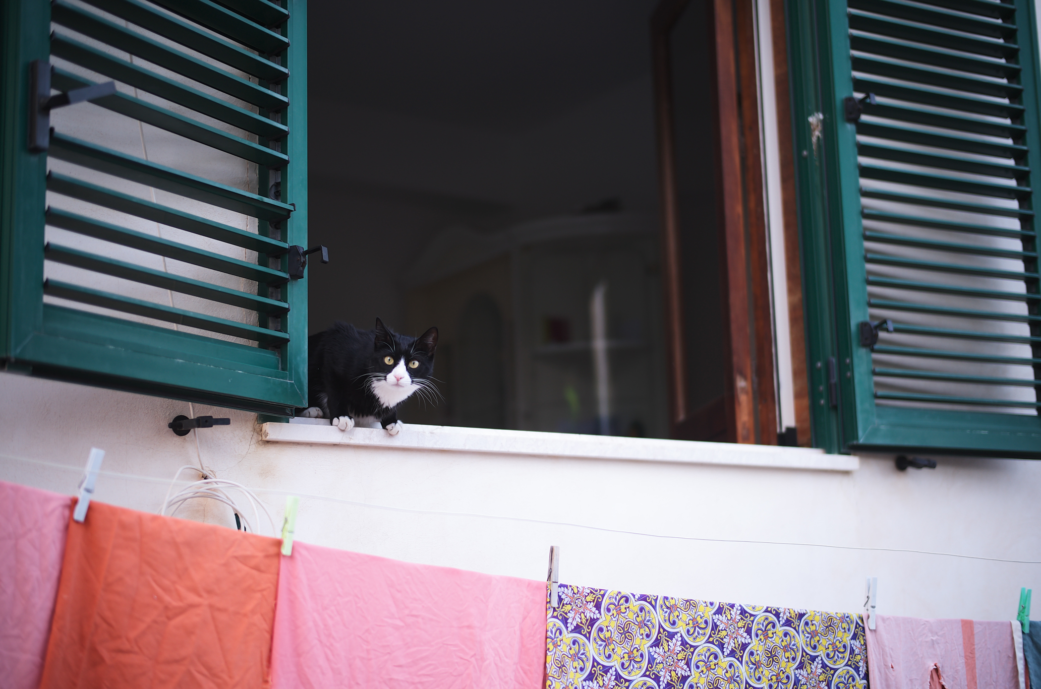 道中に出会った猫。可愛い。